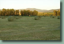 Hay for sale, just outside beautiful Steamboat Springs, Colorado