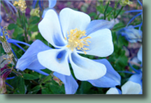 Columbine in Steamboat Springs, Colorado