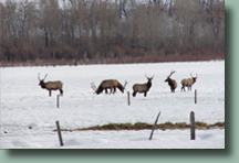 High Tide Ranch is a working ranch located just outside of Steamboat Springs, Colorado